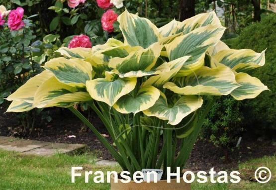 Hosta Ivory Coast